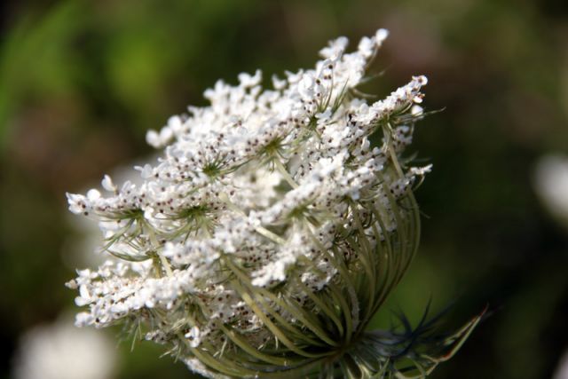 2010 07 13 jeanmarcperfetti.com 009.JPG
